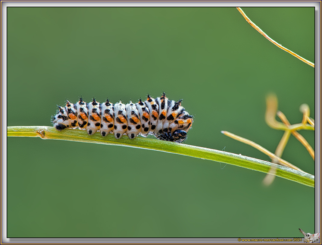Chenille de Machaon(jeune)